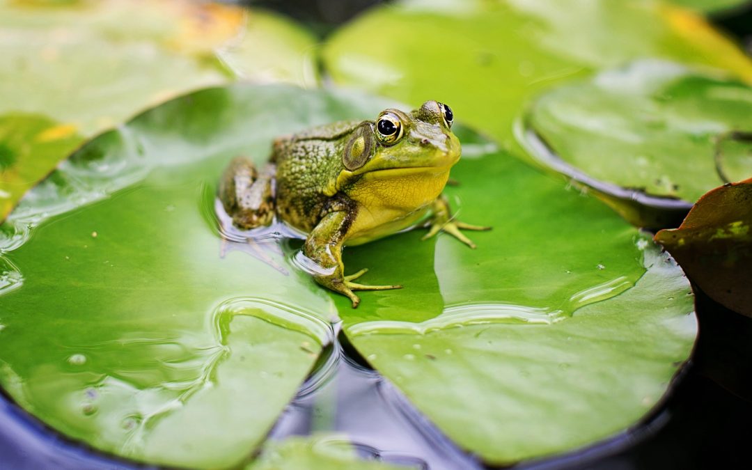 106: The Tadpole and the Frog